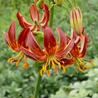 Arabian-Knight PÅ LAGER 