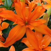 Scoubidou PÅ LAGER TIL FEBRUAR KAN BESTILLES NU