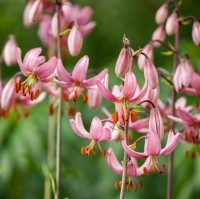 Candy Morning på Lager