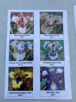Blanede Dværg Iris 10 stk