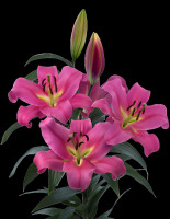 Megnum Nyhed 2026 PÅ LAGER TIL FEBRUAR KAN BESTILLES NU