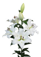 Petacas Nyhed 2026 PÅ LAGER TIL FEBRUAR KAN BESTILLES NU