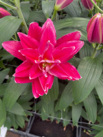 Roselily Rihanna nyhed 2026   PÅ LAGER TIL FEBRUAR KAN BESTILLES NU