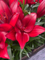 Vuelta Nyhed 2026 PÅ LAGER TIL FEBRUAR KAN BESTILLES NU