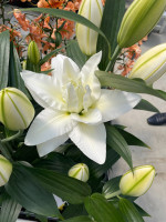 Amsterdam nyhed 2026 PÅ LAGER TIL FEBRUAR KAN BESTILLES NU