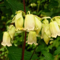 Clematis rehderiana på lager medium marts