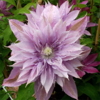 Clematis Harmony på lager medium marts