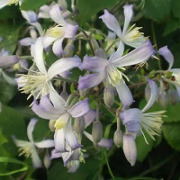 Clematis jouiniana Praecox