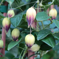 Clematis pogonandra