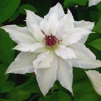 Clematis Sparkler
