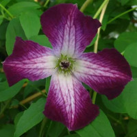 Clematis vit.Walenburg