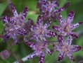 UDSOLGT Dark Beauty