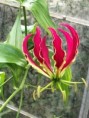 Rothschildiana Gloriosa (Pragtlilje)