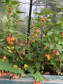 Abutilon Orange Hot Lava