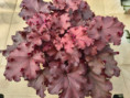 Boysenberry