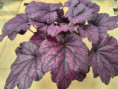 Electric Plum