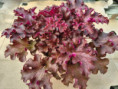 Gojiberry