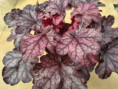 Grape Timeless