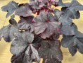 Midnigh Rose