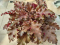 Orangeberry
