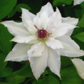 Clematis Sparkler