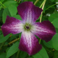 Clematis vit.Walenburg